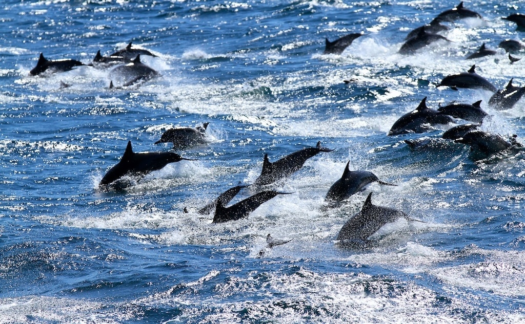 Фото lowjumpingfrog/flickr/creative commons