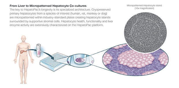 Hepregen. Изображение: hepregen.com
