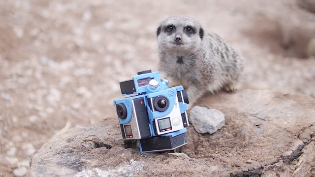 Виртуальная реальность для погружения в дикую природу