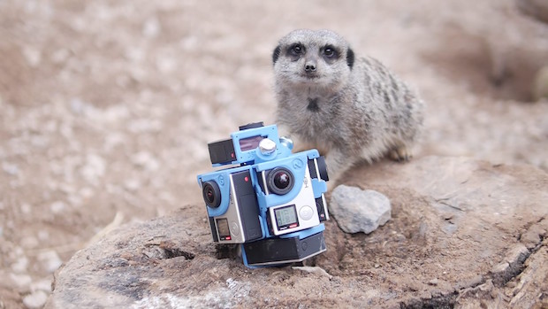 Виртуальная реальность для погружения в дикую природу