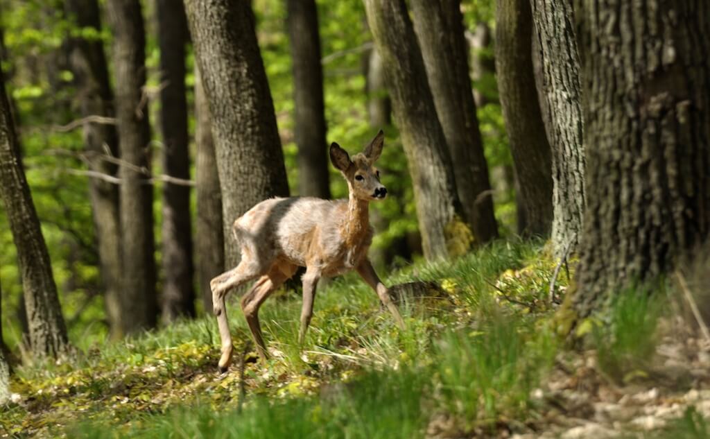Вы эколог и вам надо защитить этот парк. Как использовать поведенческий дизайн (Behavioral Design) для привлечения сторонников? Фото: bara-art. (СС0).
