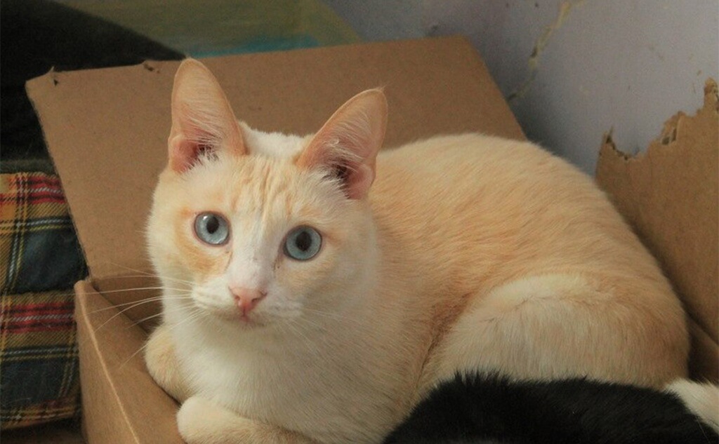 Сообщество "Белый клык" помогает бездомным животным в Красноярске. Фото: Белый клык.