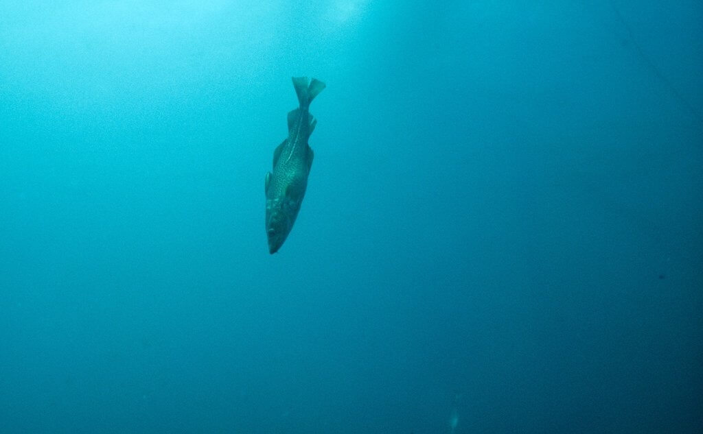 Согласно концепции устойчивого рыболовства, мы должны следить за воспроизводством рыбы и сделать так, чтобы вылов этому не препятствовал. Фото: Flickr Derek Keats. (CC BY 2.0).