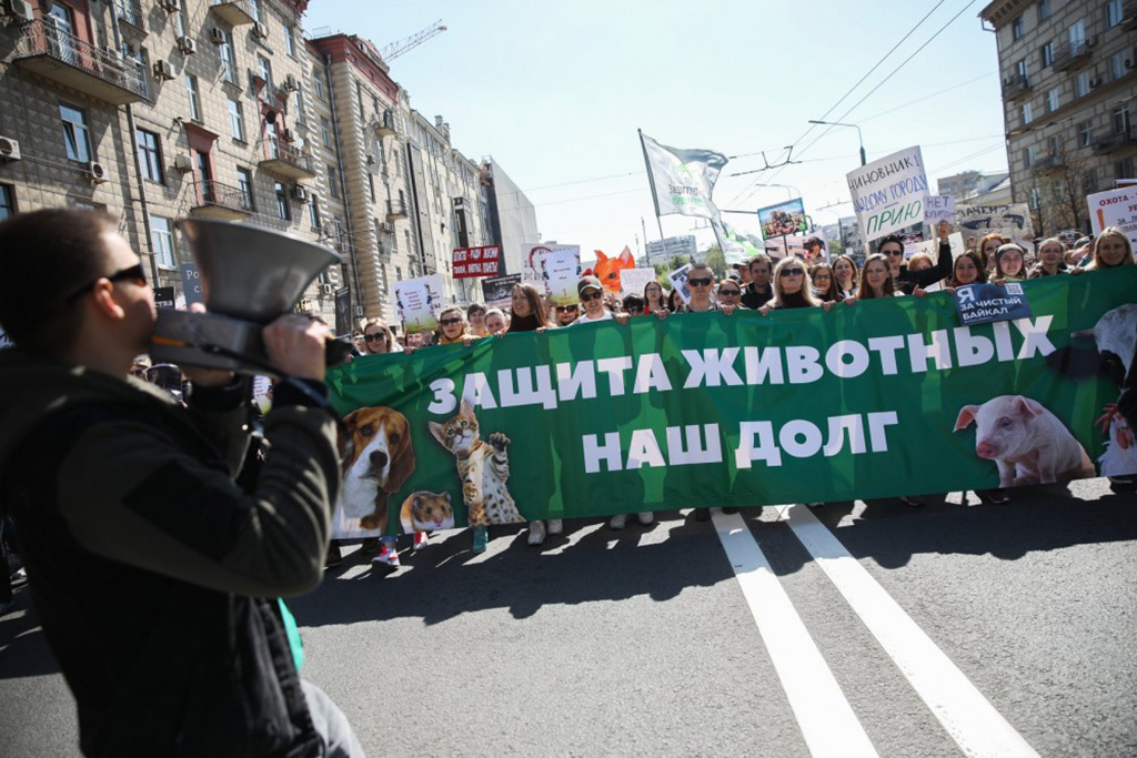 «Альянс Защитников Животных» считает, что законодательство в сфере защиты животных должно быть усовершенствовано. Фото: allianceforanimals.ru.
