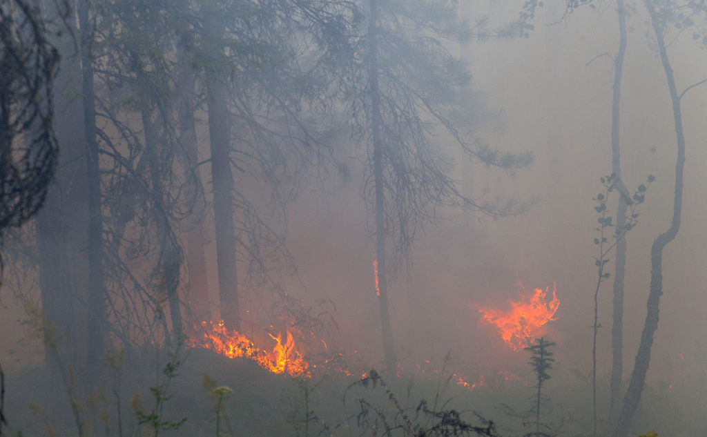 Фото: Мария Васильева / Greenpeace