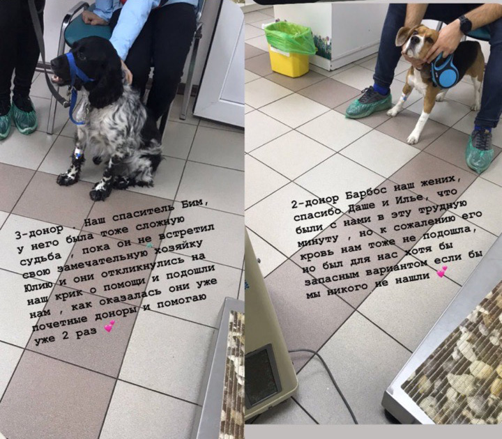 Пост в Instagram ветклиники, где сдает кровь Бим.