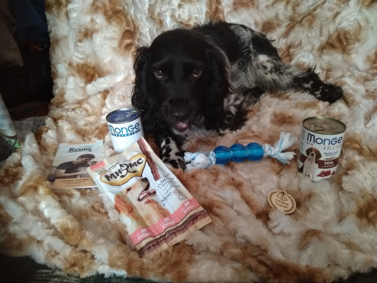 Бим дома. Фото из личного архива.