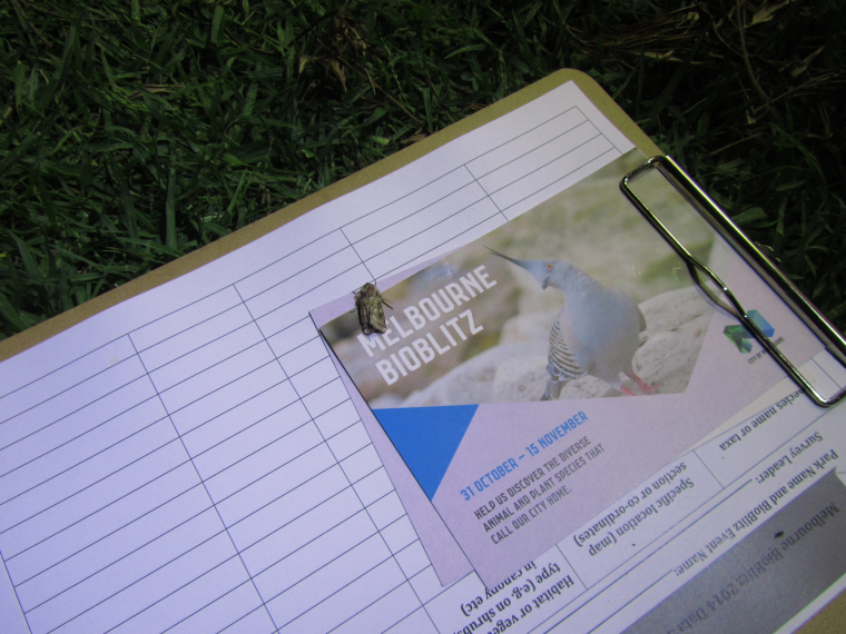 Анкета для наблюдений участников BioBlitz, 2014. Фото: Participate.melbourne.